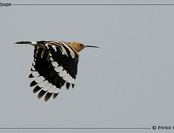 Animali 095